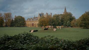 Cattle grazing in parkland near historic Oxfordshire buildings