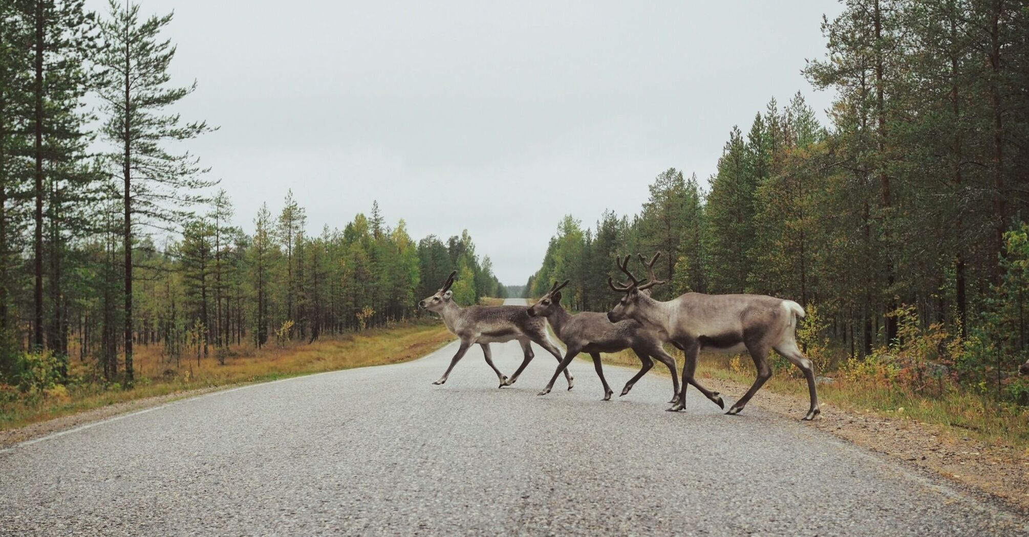 Deer crossing a forest road