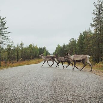 Deer crossing a forest road