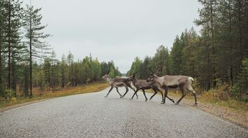 Deer crossing a forest road