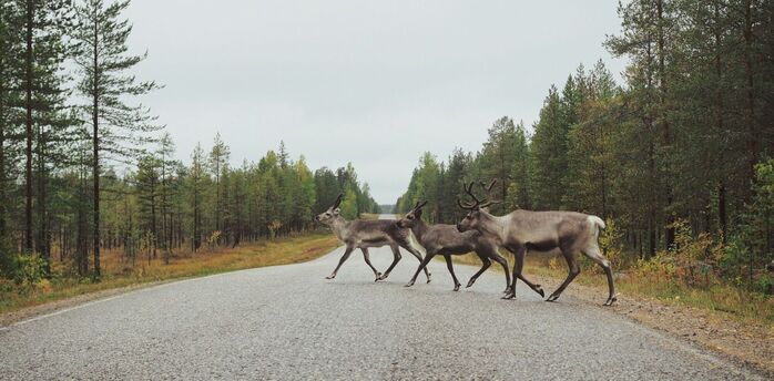 Deer crossing a forest road