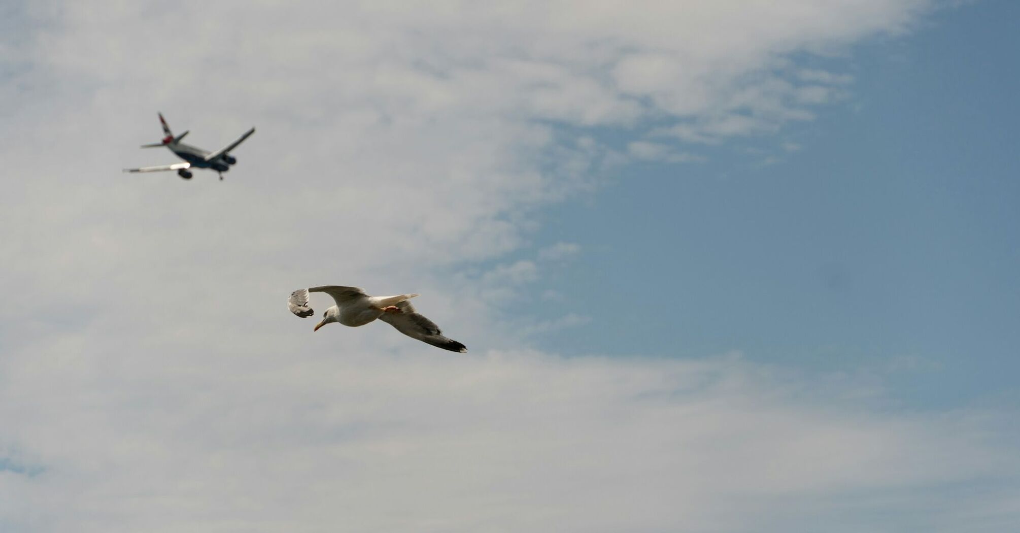 Seagull flying beneath distant passenger aircraft