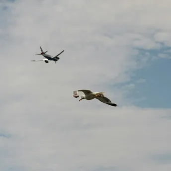 Seagull flying beneath distant passenger aircraft