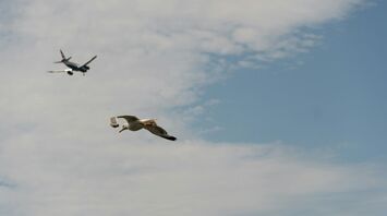 Seagull flying beneath distant passenger aircraft
