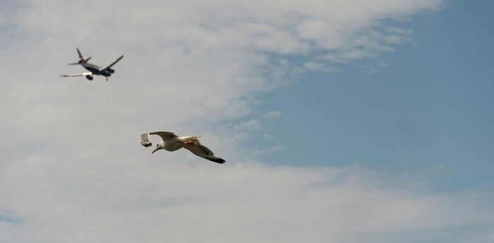 Seagull flying beneath distant passenger aircraft