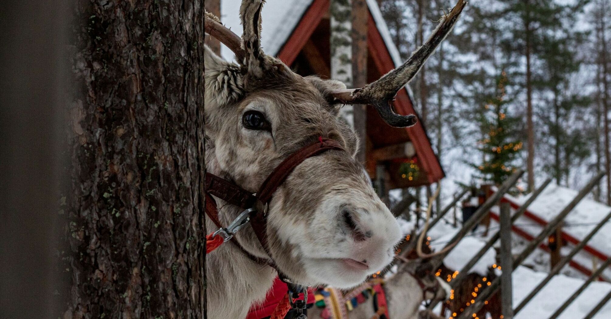 Reindeer wearing a harness beside a tree in a snowy forest