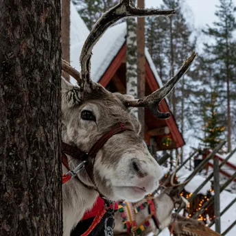 Reindeer wearing a harness beside a tree in a snowy forest