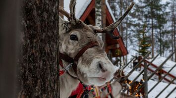 Reindeer wearing a harness beside a tree in a snowy forest
