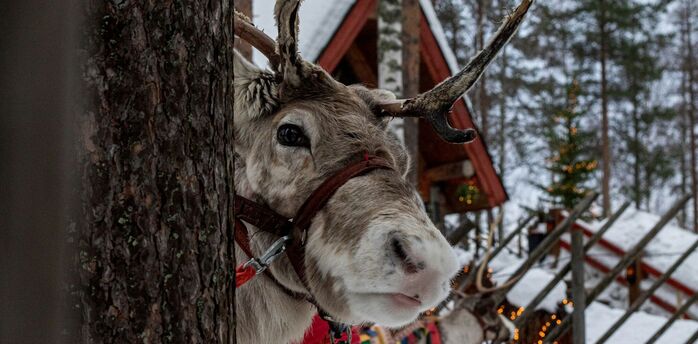 Reindeer wearing a harness beside a tree in a snowy forest