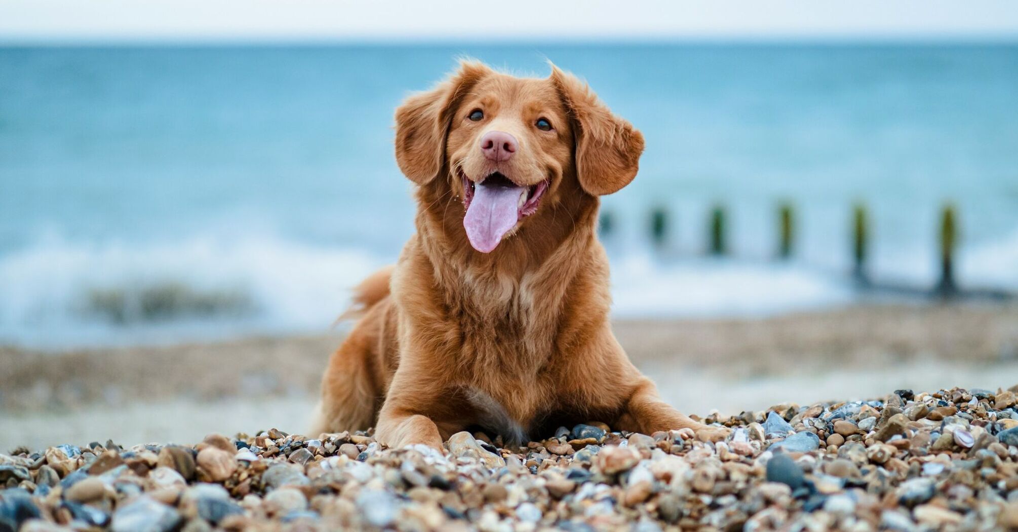 Brown dog resting on a pebble beach