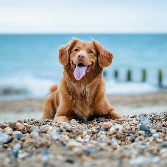 Brown dog resting on a pebble beach