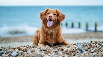 Brown dog resting on a pebble beach