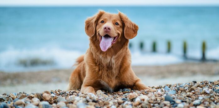 Brown dog resting on a pebble beach