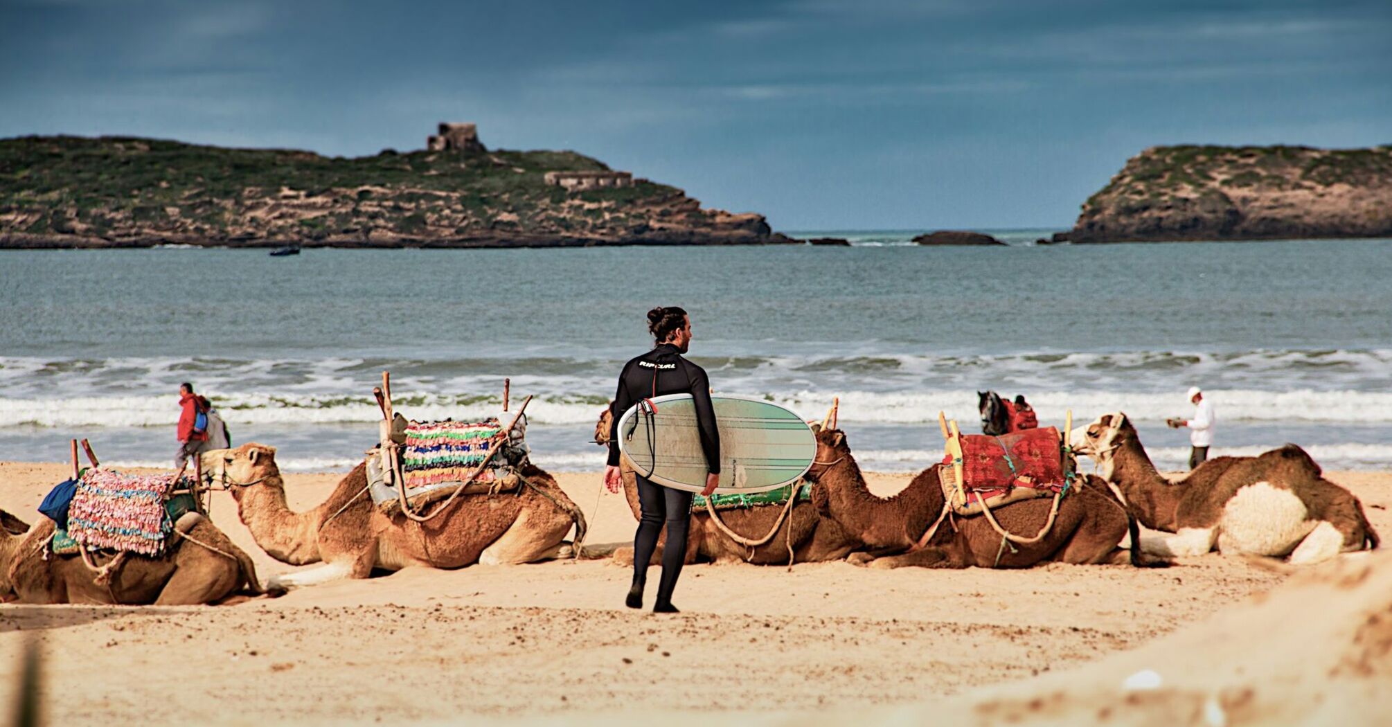 Surfer carrying a surfboard past camels resting on a beach in Essaouira