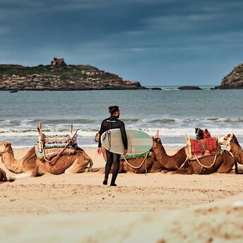 Surfer carrying a surfboard past camels resting on a beach in Essaouira
