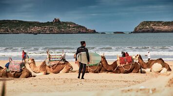 Surfer carrying a surfboard past camels resting on a beach in Essaouira