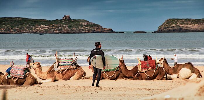Surfer carrying a surfboard past camels resting on a beach in Essaouira