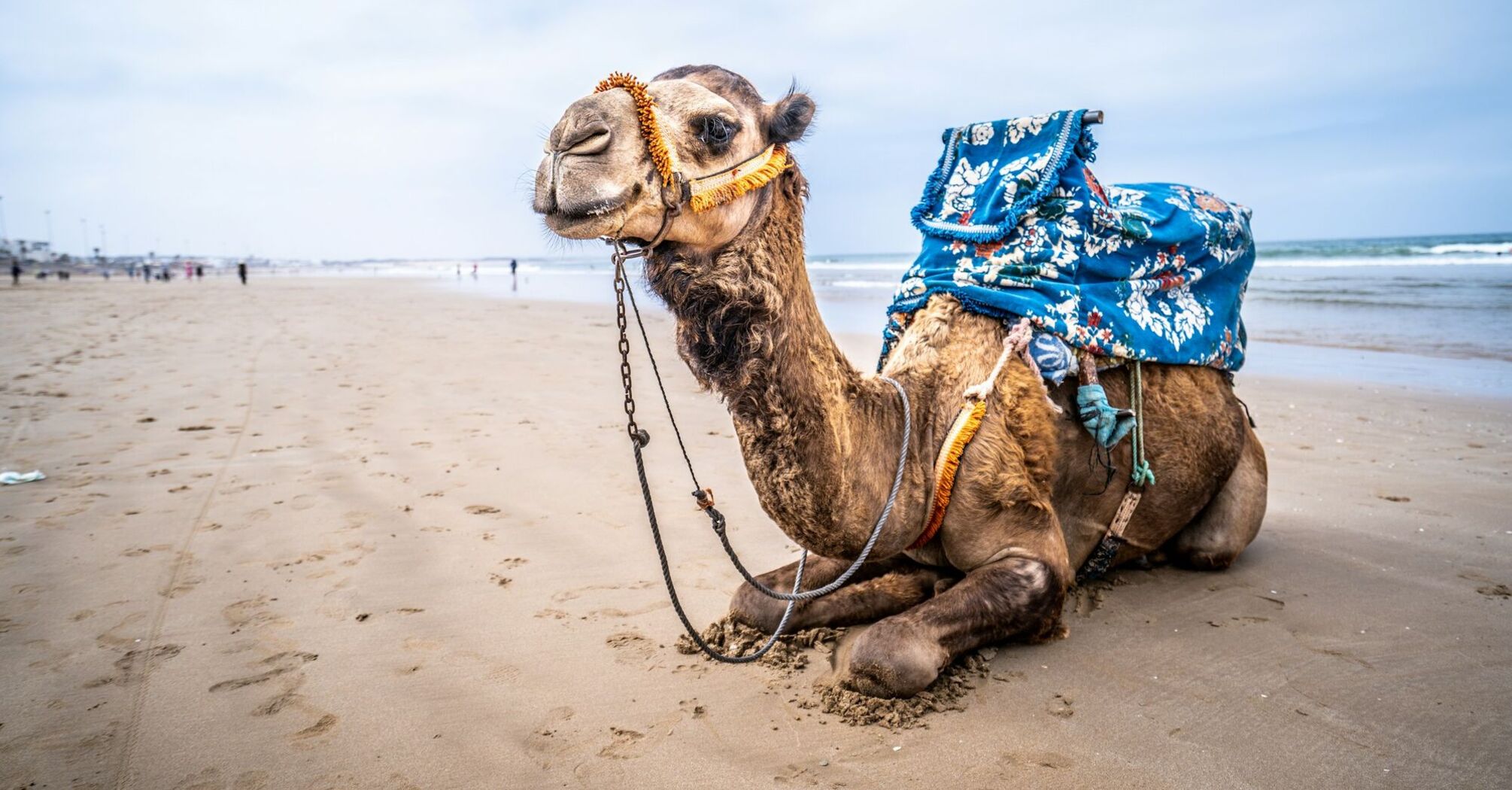 Camel resting on a sandy beach