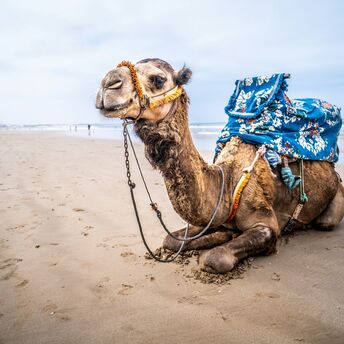 Camel resting on a sandy beach