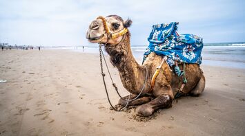 Camel resting on a sandy beach