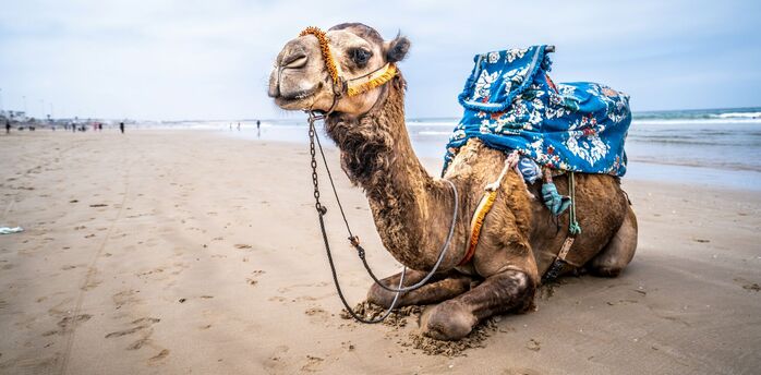 Camel resting on a sandy beach