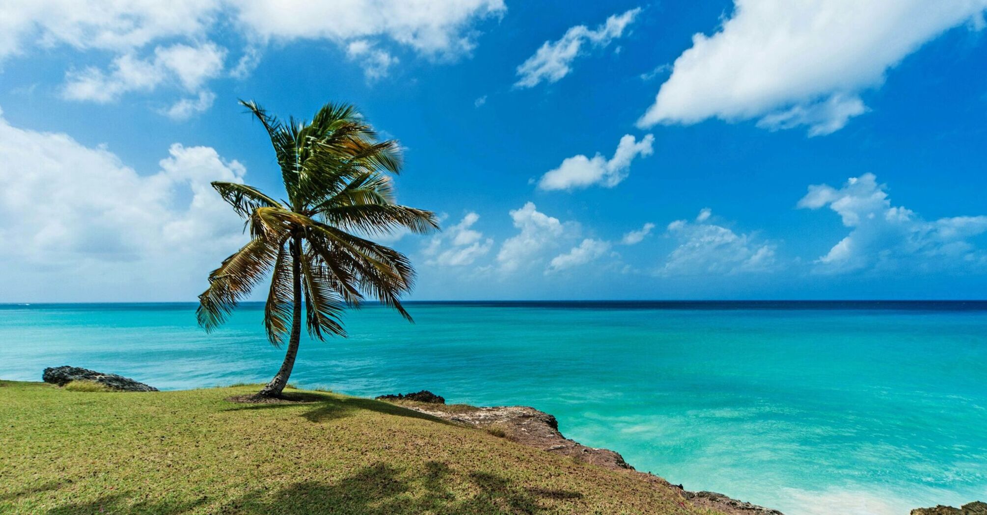 Palm tree overlooking clear blue sea and rocky coastline in Barbados