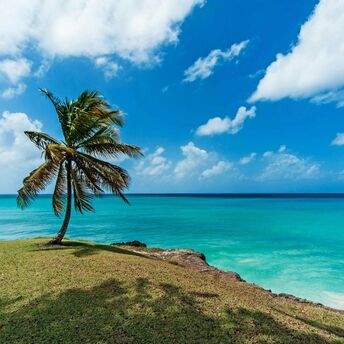 Palm tree overlooking clear blue sea and rocky coastline in Barbados