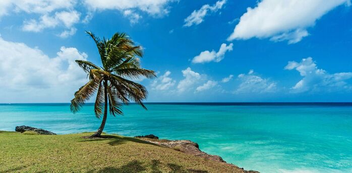 Palm tree overlooking clear blue sea and rocky coastline in Barbados