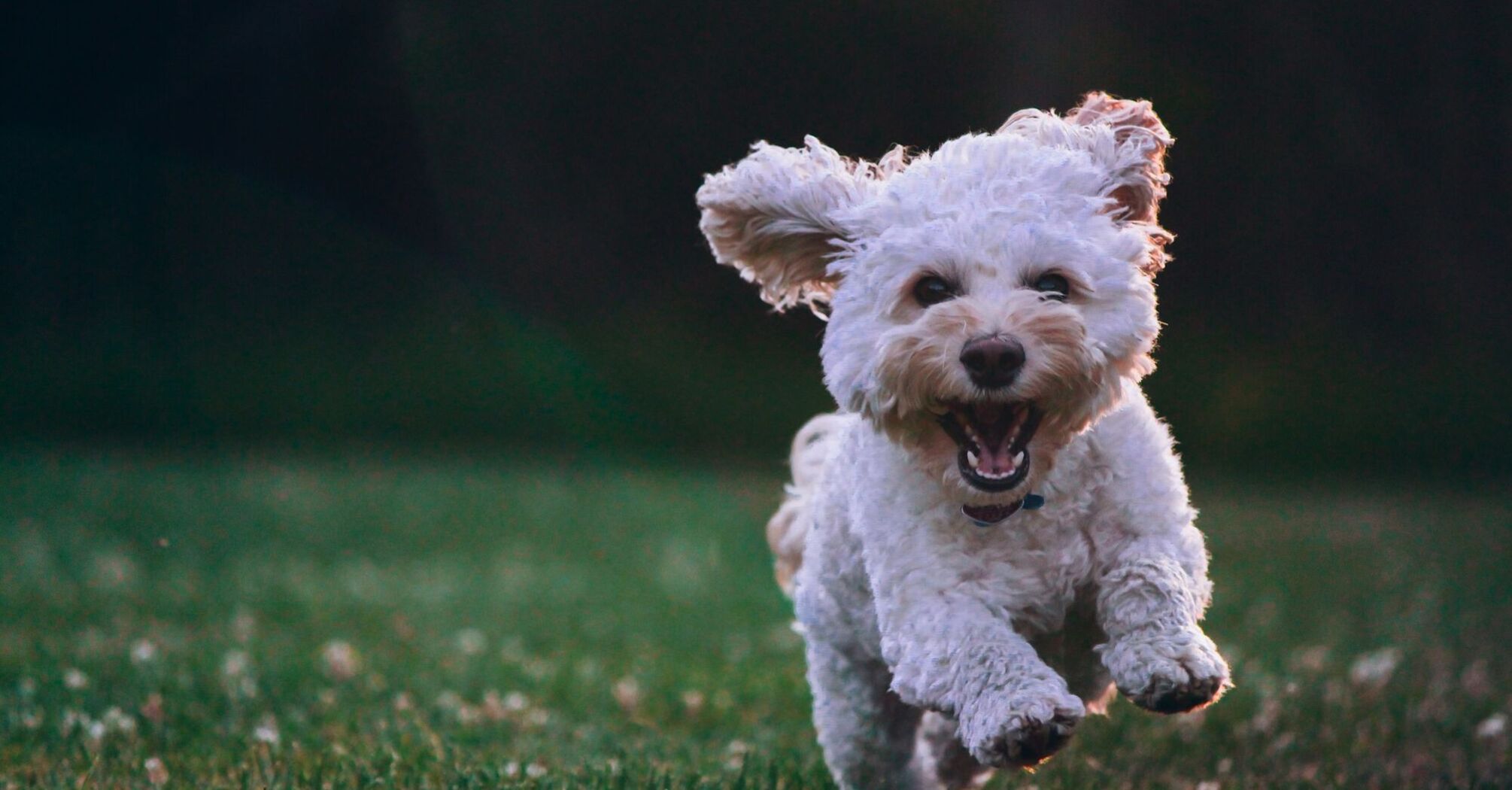 Small white dog running happily across a grassy field