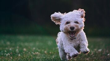 Small white dog running happily across a grassy field