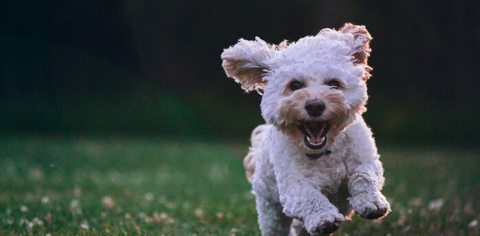 Small white dog running happily across a grassy field