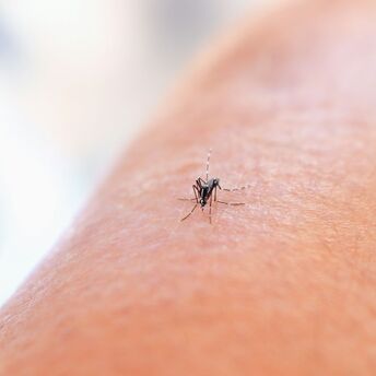 Close-up of a mosquito biting human skin