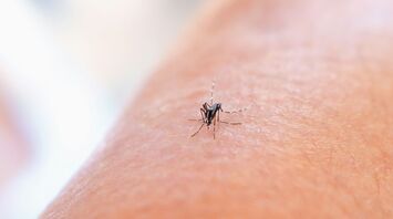 Close-up of a mosquito biting human skin