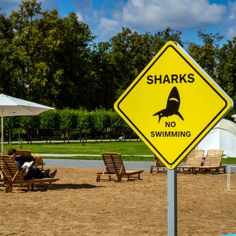 Yellow shark warning sign on a sandy beach with loungers behind