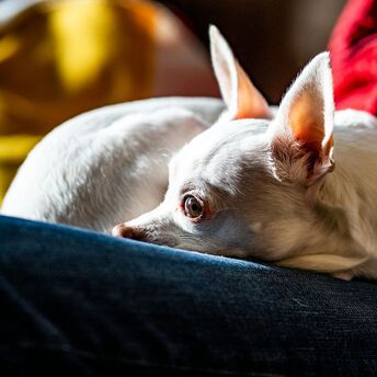 Small dog resting on a sofa indoors