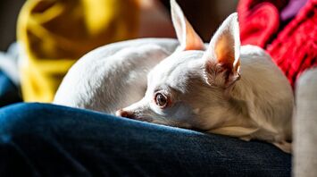 Small dog resting on a sofa indoors