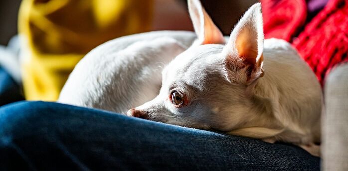 Small dog resting on a sofa indoors