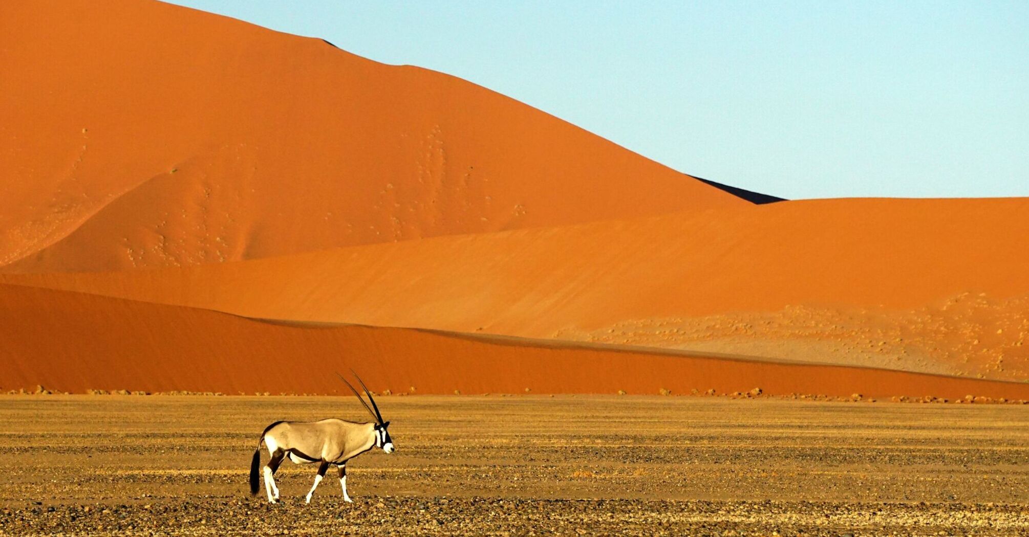 Oryx antelope walking across Namib Desert dunes