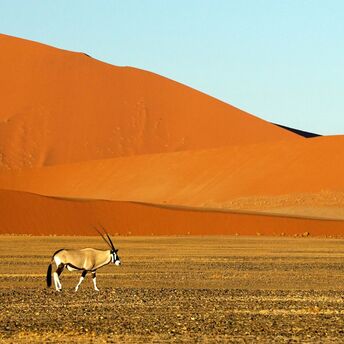 Oryx antelope walking across Namib Desert dunes
