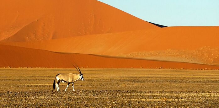 Oryx antelope walking across Namib Desert dunes