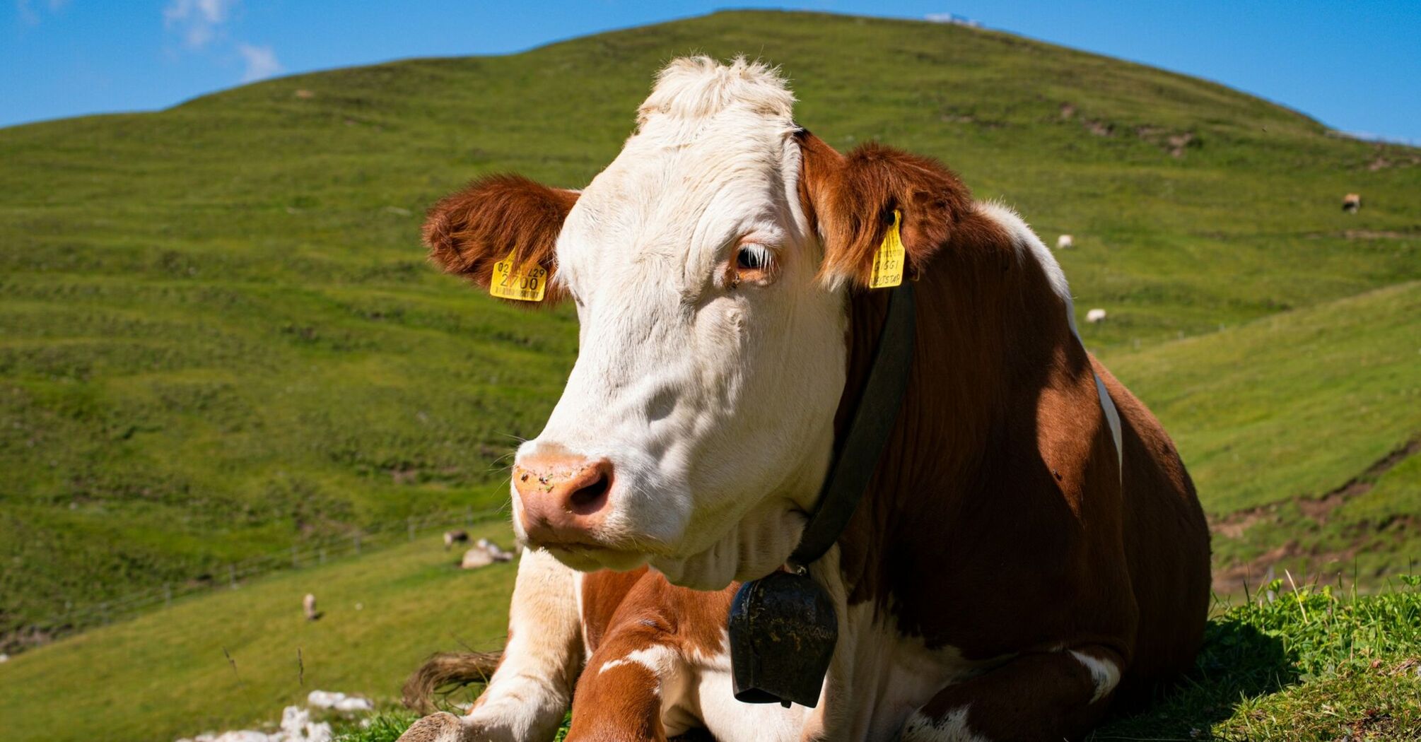 Cow grazing on green pasture