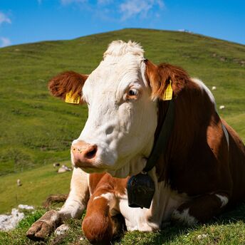 Cow grazing on green pasture