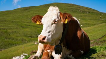 Cow grazing on green pasture