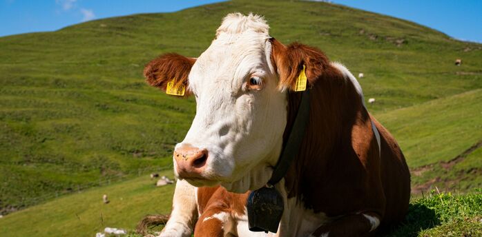 Cow grazing on green pasture