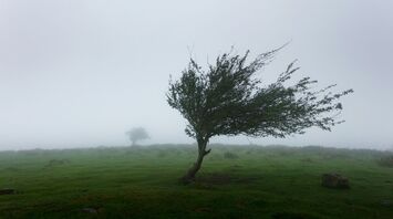 Tree bent by strong wind in foggy landscape