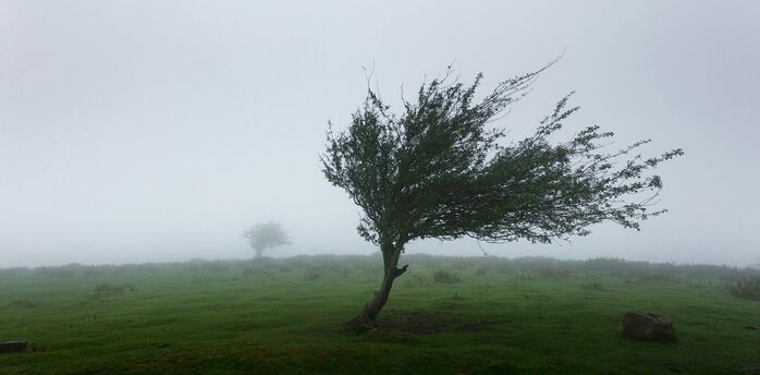 Tree bent by strong wind in foggy landscape