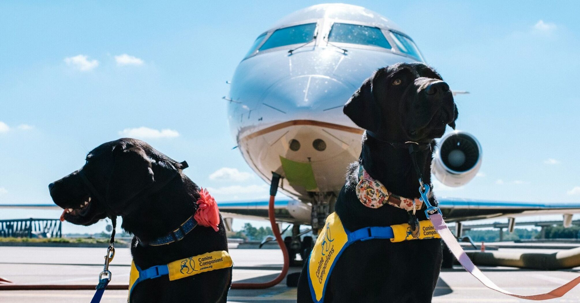 Dogs travelling through airport with aircraft in background