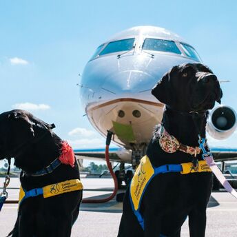 Dogs travelling through airport with aircraft in background