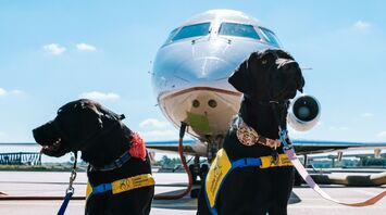 Dogs travelling through airport with aircraft in background