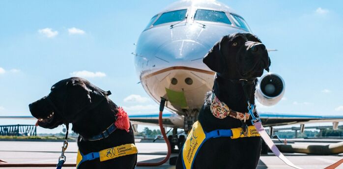 Dogs travelling through airport with aircraft in background